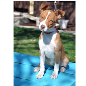 Fundraising Page: Rachel Collett